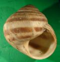 Helix (Helix) delpretiana